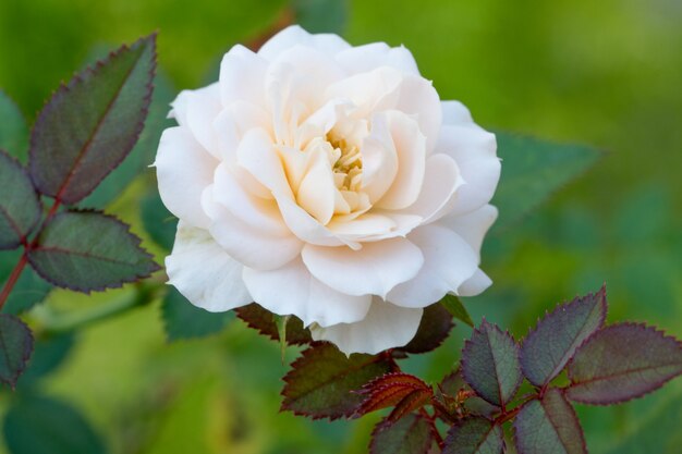 Beautiful pink rose in a garden