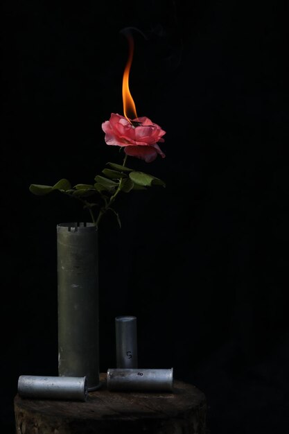 beautiful pink rose in a gun shell as a vase on dark background