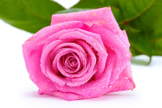 Beautiful pink rose isolated on white