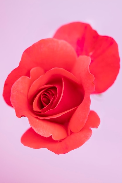 Beautiful pink rose on a pink background vertically