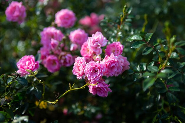 Beautiful pink rose on the rose garden in summer in a garden.