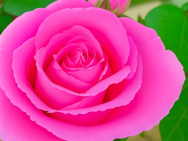 The beautiful pink rose