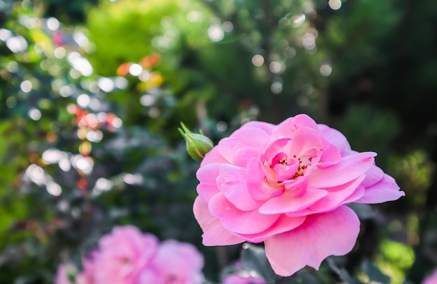 Beautiful pink roses bonica in the garden perfect for background of greeting cards for birthday