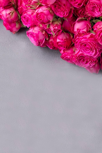 Beautiful pink roses over gray background with copy space Text space