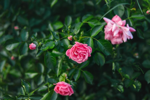 Beautiful pink roses in moody garden Summer cottage garden with blooming flowers Pink rose bush Floral background