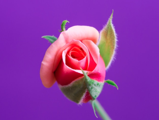 Beautiful pink roses on a soft background