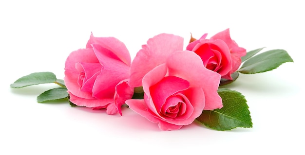 Beautiful pink roses