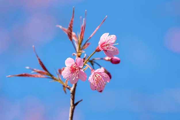 Beautiful Pink Sakura flower blooming on blue sky background