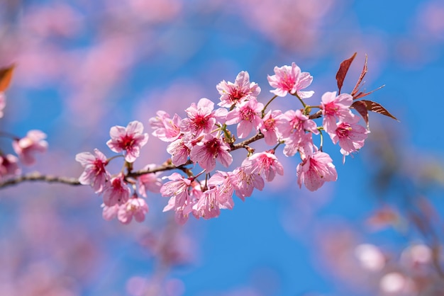 Beautiful Pink Sakura flower blooming on blue sky background