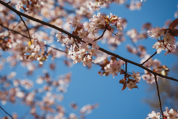 Beautiful Pink Sakura flowers cherry blossom during springtimesakura tree full in blooming pink flowers in spring in a picturesque garden Branches of the tree over sunny blue sky