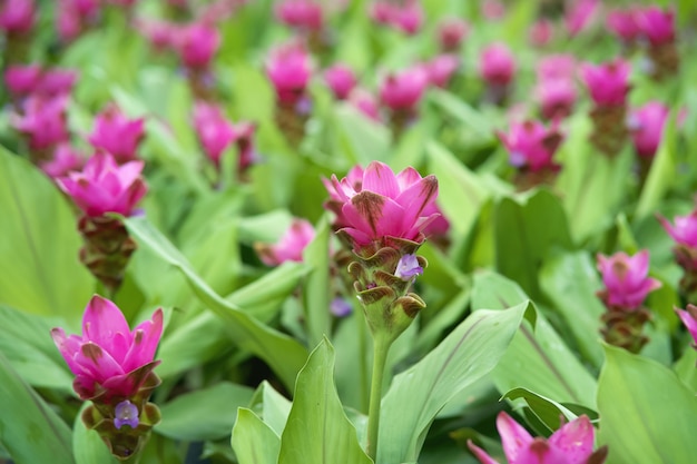 Beautiful pink siam tulip flower in nature