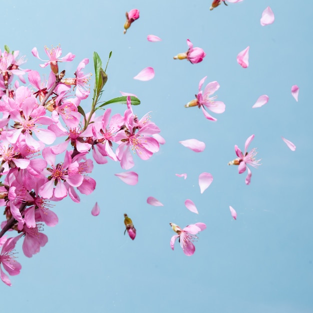 Beautiful pink spring flower explosion on a blue background