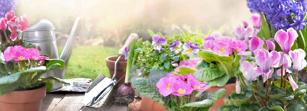 Beautiful pink spring flowers and garden equipment on a table in a garden