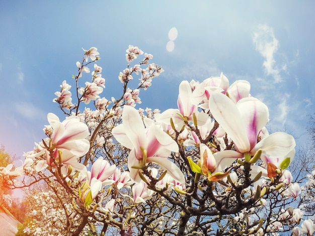 Beautiful pink spring flowers magnolia on a tree branch.