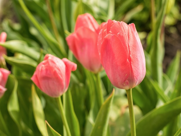 Beautiful pink spring tulips in the spring garden