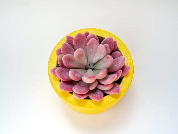 Beautiful pink succulent plant in yellow round concrete planter Painted concrete pot for home decoration