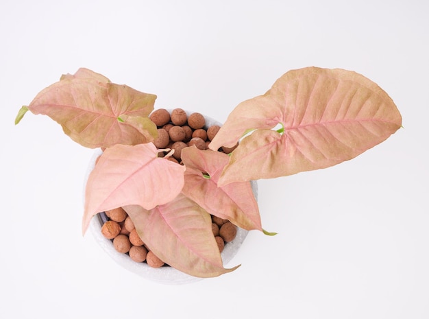 Beautiful pink Syngonium houstplant  in concrete pot on white background,top view