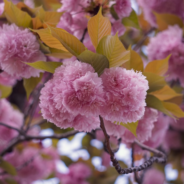 Beautiful pink tree flowers in springtime