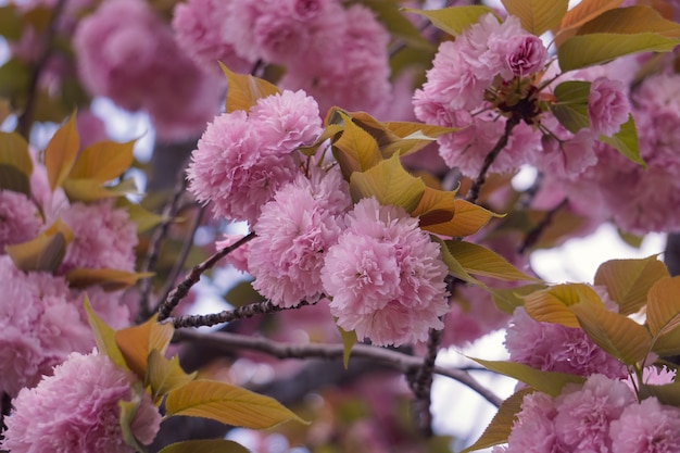 Beautiful pink tree flowers in springtime