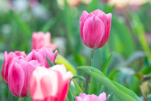 Beautiful pink tulip in garden