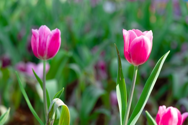 Beautiful pink tulip in garden