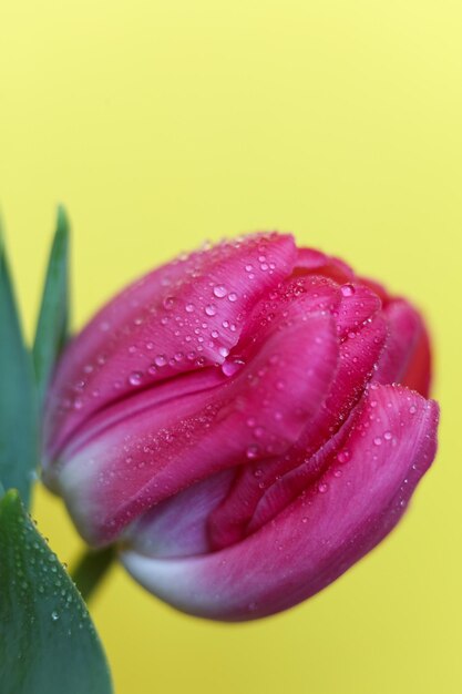 Photo beautiful pink tulip with yellow background