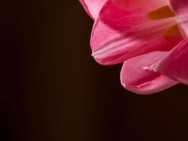 Beautiful pink tulips closeup macro shot spring time concept