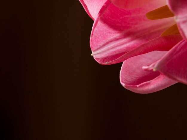 Photo beautiful pink tulips closeup macro shot spring time concept