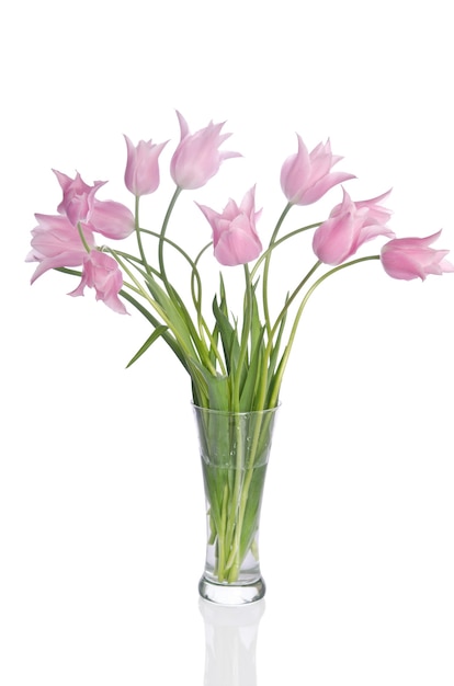 Beautiful pink tulips isolated