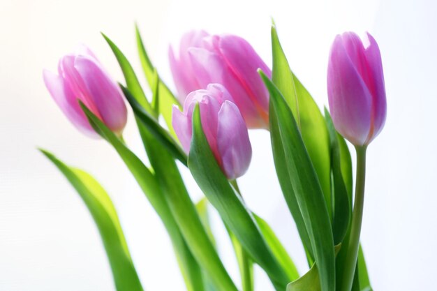 Beautiful pink tulips on light background