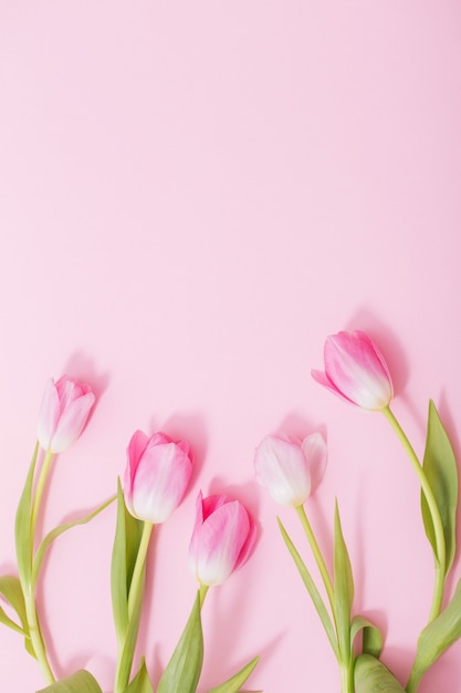 Beautiful pink tulips on pink background