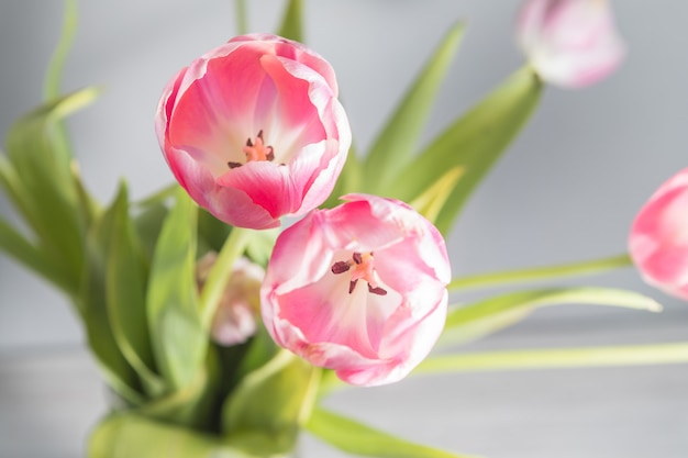 Beautiful pink tulips with green leaves in spring