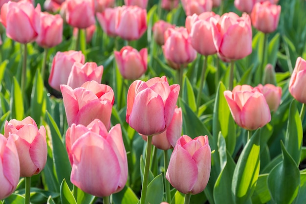 Beautiful pink tulips