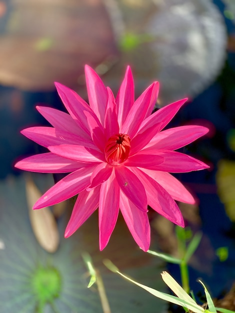 Beautiful pink water lily or lotus flower 