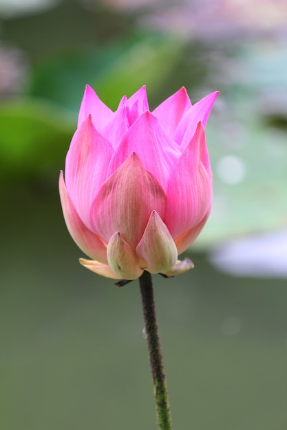 Beautiful Pink waterlily or lotus flower in the pond, Thailand.