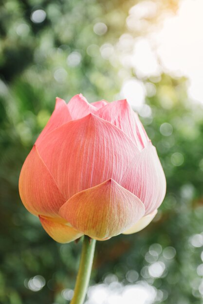 Beautiful pink waterlily or lotus flower