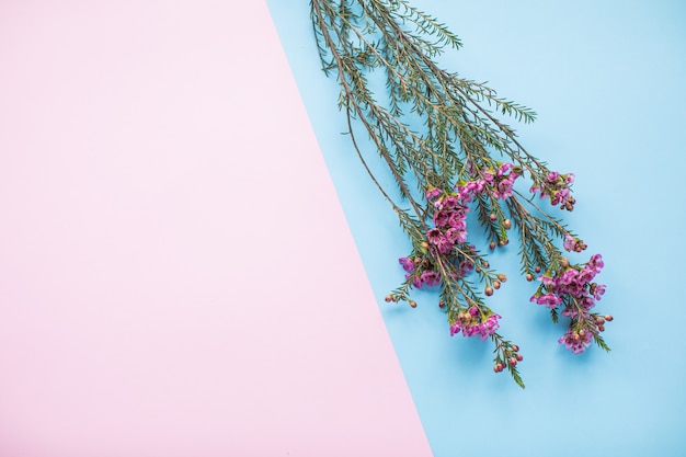 Beautiful pink waxflower on multicolored paper backgrounds with copy space. Spring, summer, flowers, color concept, women's day.