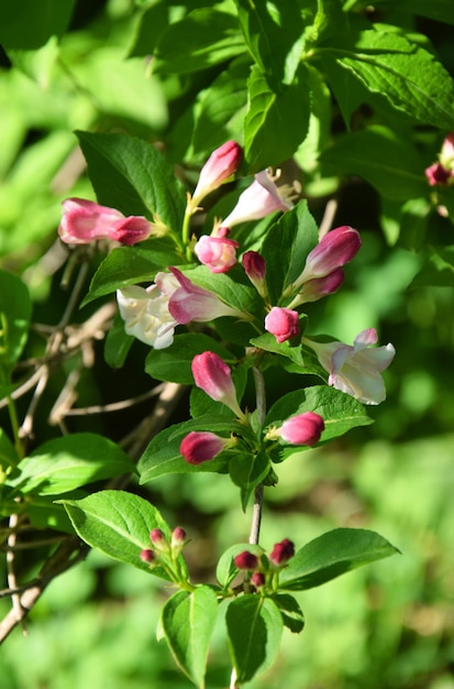 Beautiful pink Weigela florida flowers