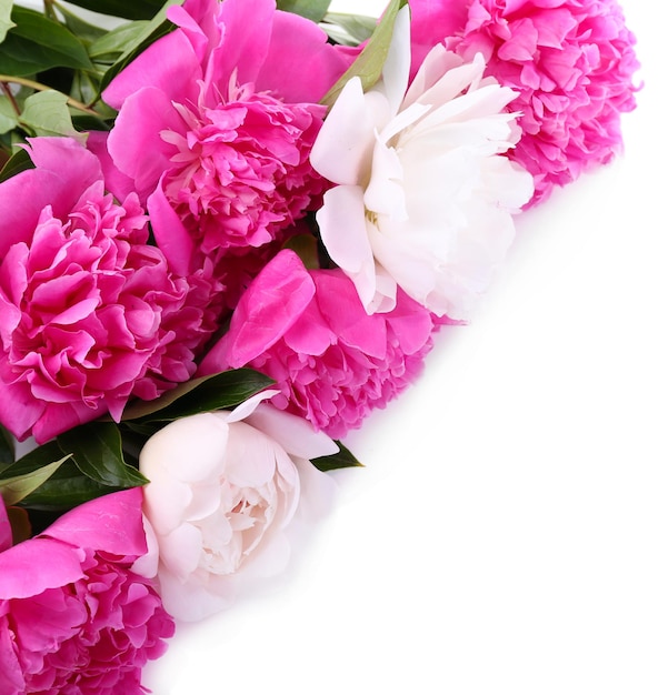 Beautiful pink and white peonies, isolated on white