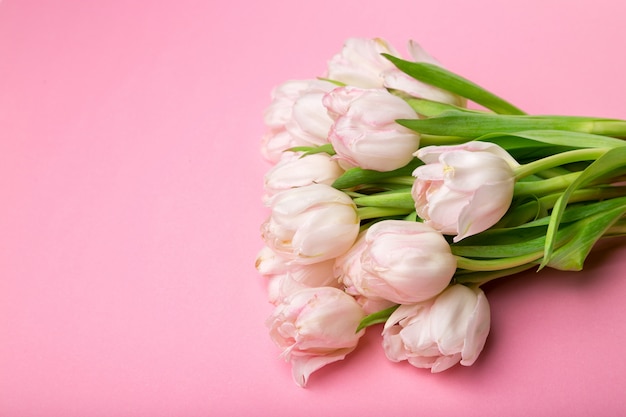 Beautiful pink and white tulips on pink background