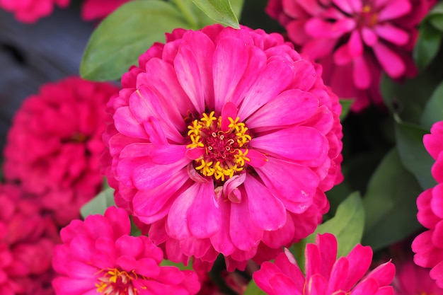 Beautiful pink zinnia flower in garden for background