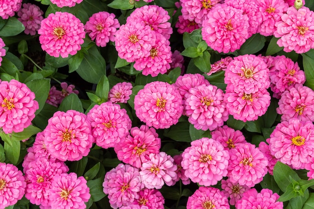 Beautiful pink Zinnia flowers background