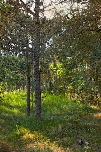 Beautiful Pinus Sylvestris in a forest with lush green leaves in nature Woodland with grass on a summer day Natural landscape with plants and grassy bushes in spring Scenic view in the morning