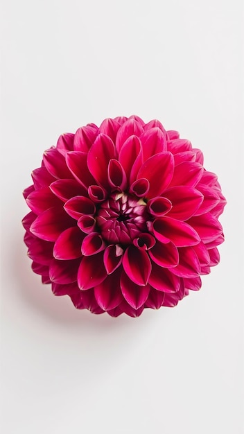 Beautiful plant Dahlia flower isolated on a white background