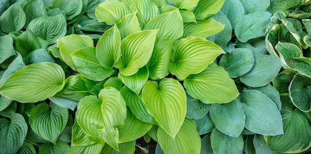 Beautiful plant host in the flowerbed in the garden