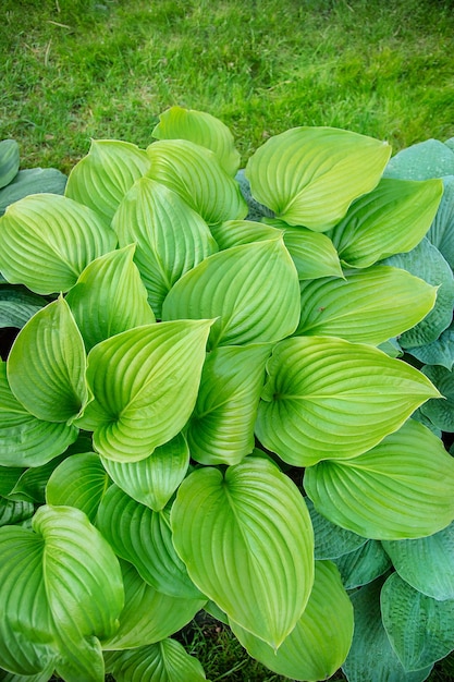 Beautiful plant host in the flowerbed in the garden