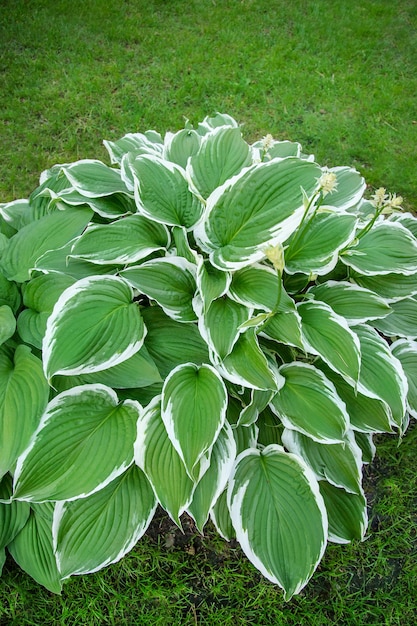 Beautiful plant host in the flowerbed in the garden