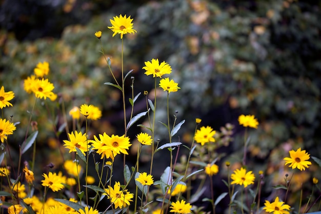 Beautiful Plant Yellow Flowers in Nature Photo