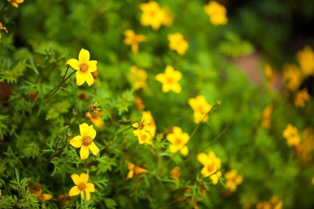 Beautiful Plant Yellow Flowers in Nature Photo