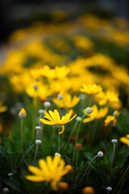 Beautiful Plant Yellow Flowers in Nature Photo